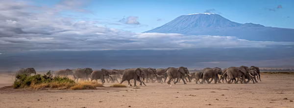 Amboseli Elephants with Mount Kilimanjaro