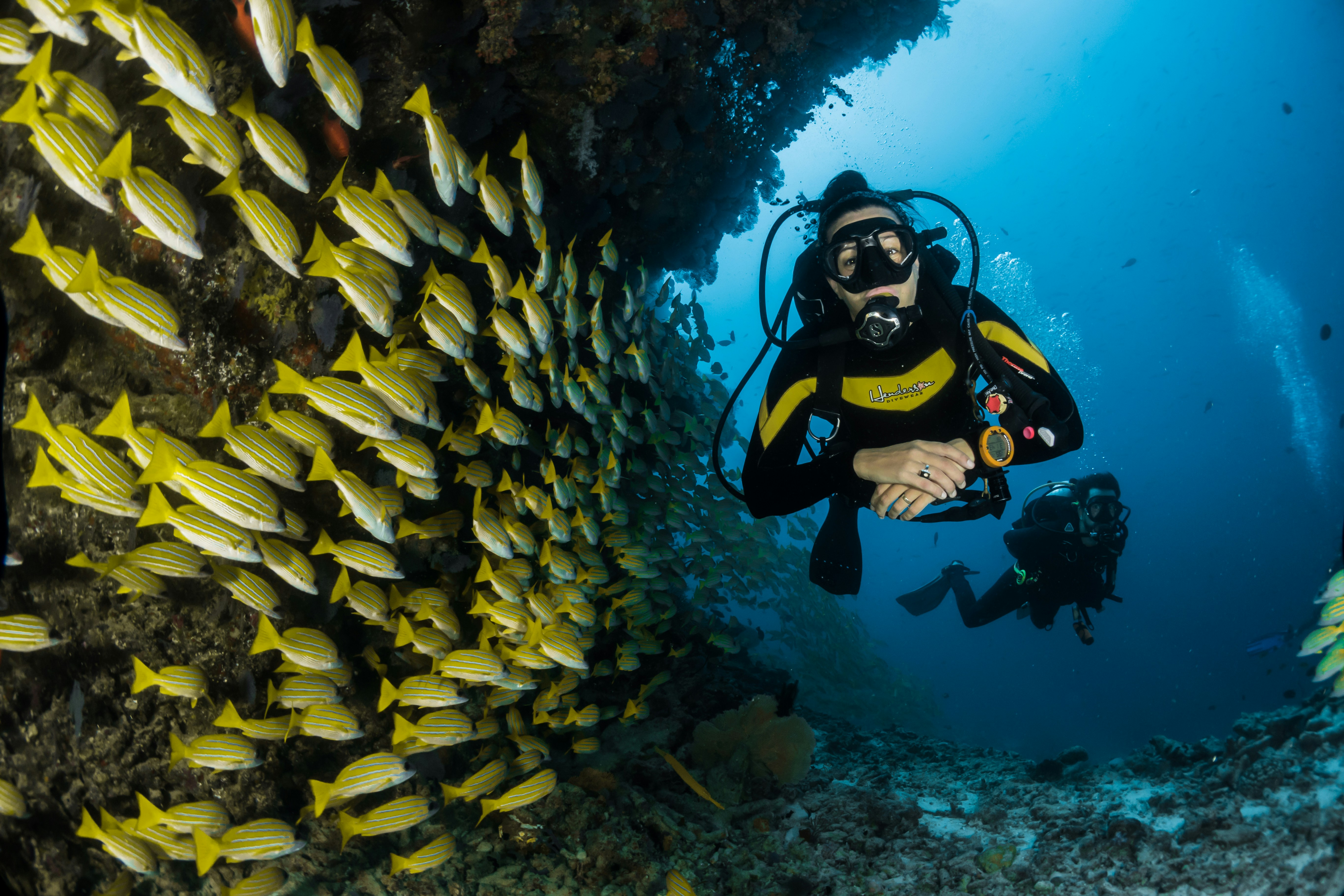 Dolphins and Marine Life at Kisite Mpunguti