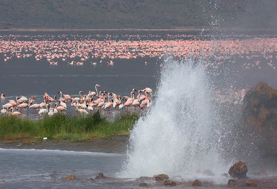 Lake Bogoria Geysers and Flamingos