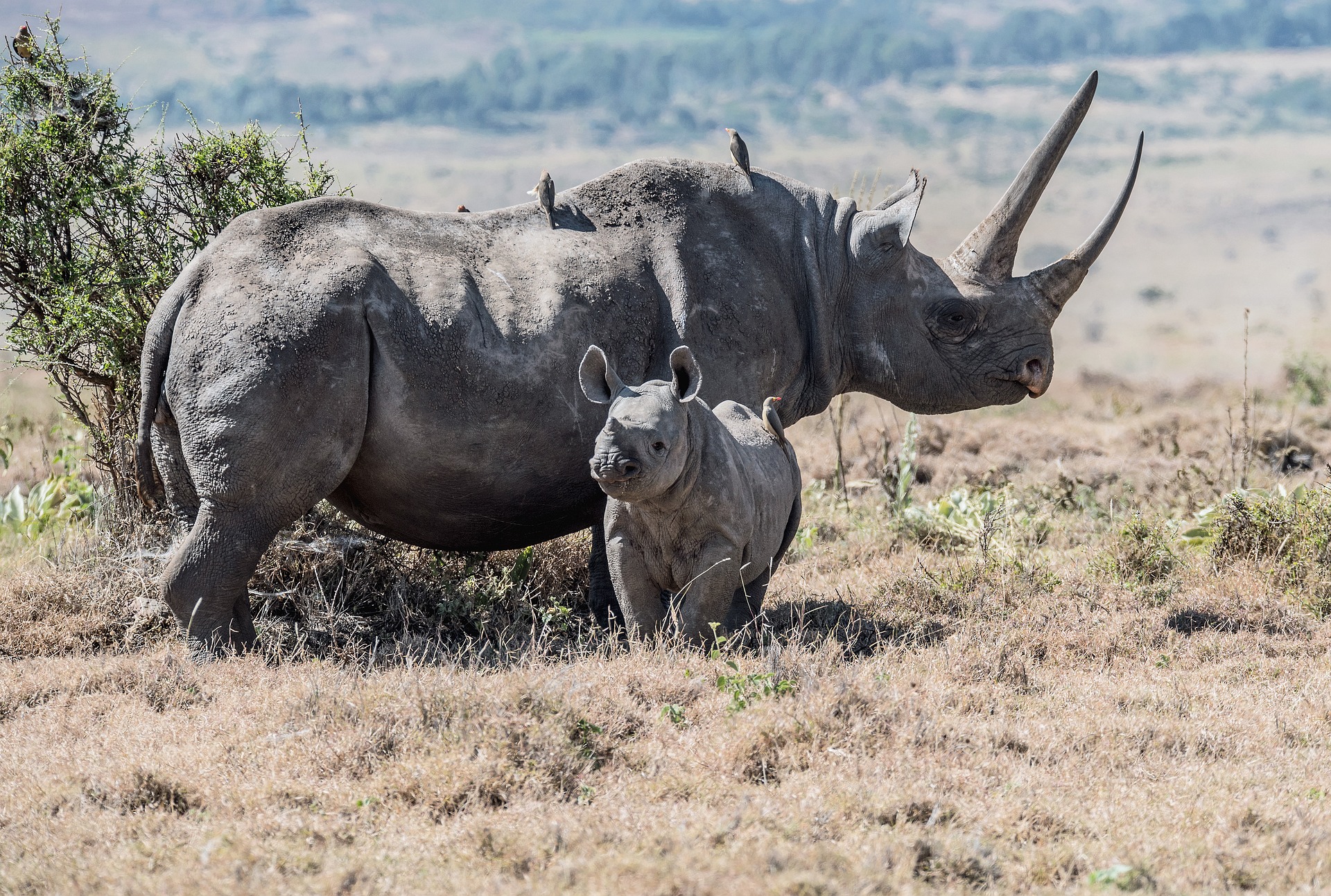 Lewa Rhino and Grevys Zebra Conservation