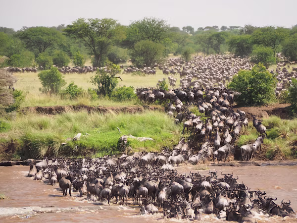 Maasai Mara Game Reserve Wildlife
