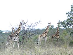 Mwea Savannah Water Ecosystem