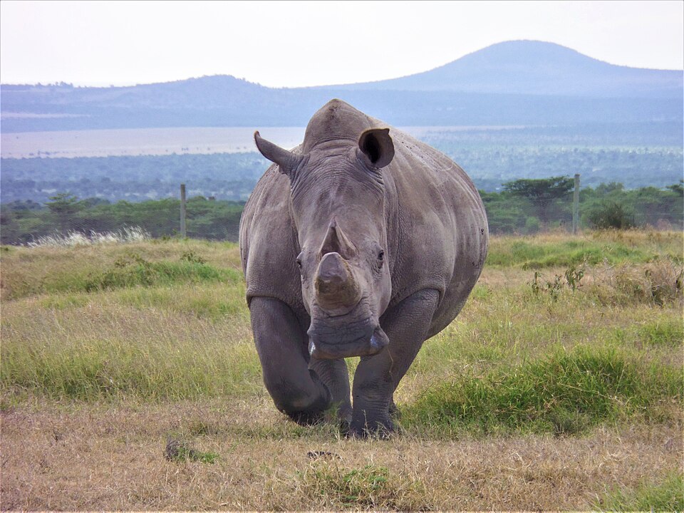 Northern White Rhino Conservation Ol Pejeta