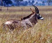 Ruma National Park Roan Antelope Sanctuary