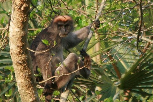 Tana River Forest Canopy