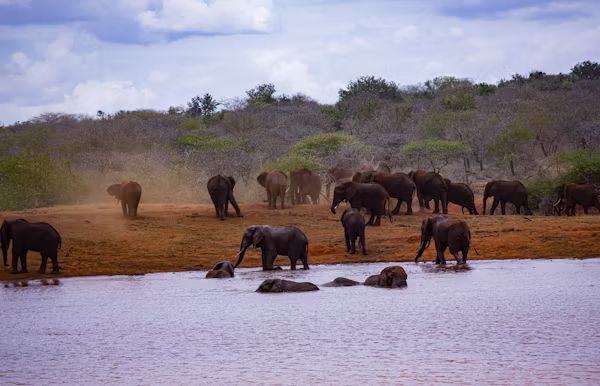Tsavo Red Elephants Landscapes